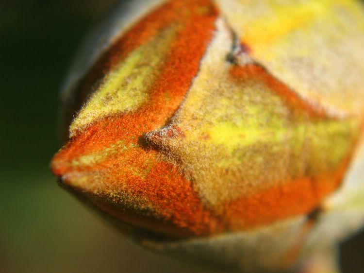 fuzzy bud